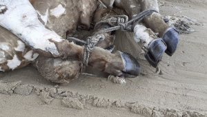 Kuşadası'nda denizden bacakları bağlı boğazı ve kulağı kesilmiş sığır çıktı