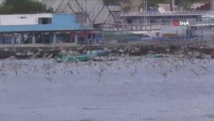 Peru'da Covid-19 kısıtlamaları sahillerdeki yabani kuşların sayısını arttırdı