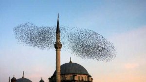 Sığırcık kuşlarının görsel şöleni