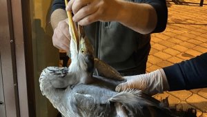 Yorgun düşen balıkçıl tedavi altına alındı
