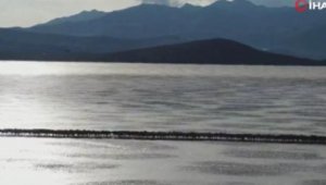 Antik Tibet geleneği: İki binden fazla koyun kışı geçirmek için donmuş gölü geçti