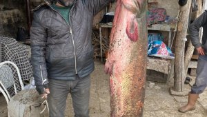 Balıkçıların oltasına 2 metre 20 santimlik yayın balığı takıldı