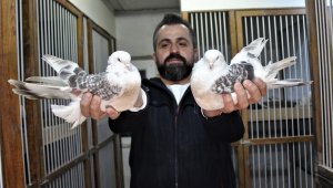 Bu kuşların güzelliği 100 bin lira ediyor