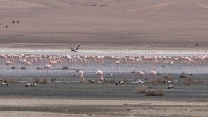 Düden Gölü'ndeki flamingo sayısı düştü