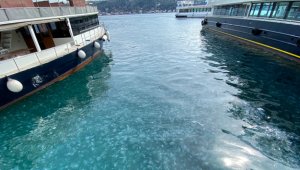 İstanbul Boğazı yine denizanası istilasına uğradı