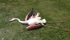 İzmir'de flamingoların toplu ölümü endişe uyandırdı