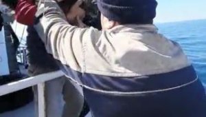Kaybolup tekneyle kıta değiştiren inatçı kedi bulundu