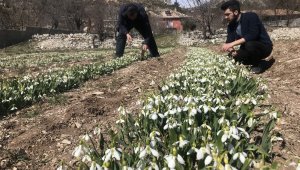 Koruma altındaki kardelenler Hollanda ve Almanya'ya ihraç ediliyor