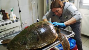 Caretta caretta, ateşli silahla yaralandı