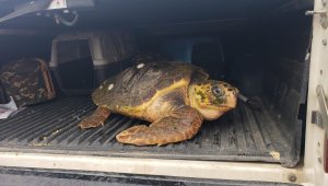 Yaralı caretta caretta için İzmir İtfaiyesi zamanla yarıştı