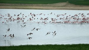 Yüzlerce flamingonun görsel şöleni havadan görüntülendi