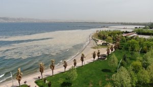 İzmit Körfezi'nde deniz salyası istilası artarak devam ediyor