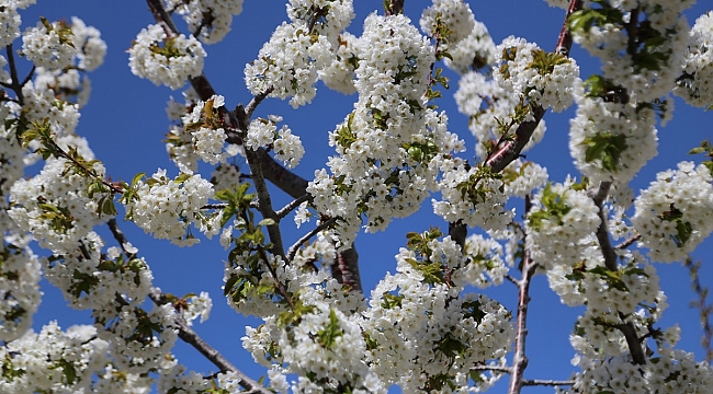 Kiraz bahçelerinden kartpostallık görüntüler