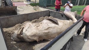 Kuşadası Davutlar'da bir köpek balığı ölü vaziyette sahile vurdu