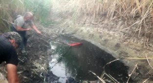 Suyu biten göletten 4 bin balığı kurtardılar!