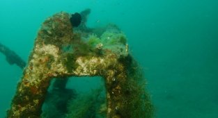 Müsilaj tehlikesi Mersin sahillerinde!