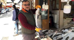 Sinop'ta balıkçı ağlarına 7 kiloluk levrek takıldı