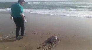 Yeşil deniz kaplumbağası tekrar deniz ile buluştu