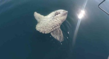 Denizlerin derinlerinde yaşayan balıklar su yüzeyinde görüntülendi