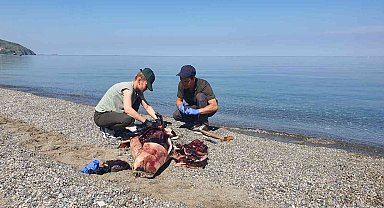 Karadeniz'de çok konuşulan yunus ölümleri araştırılıyor