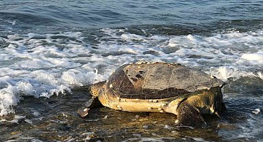 Binlerce yavru kaplumbağa denizle buluşacak